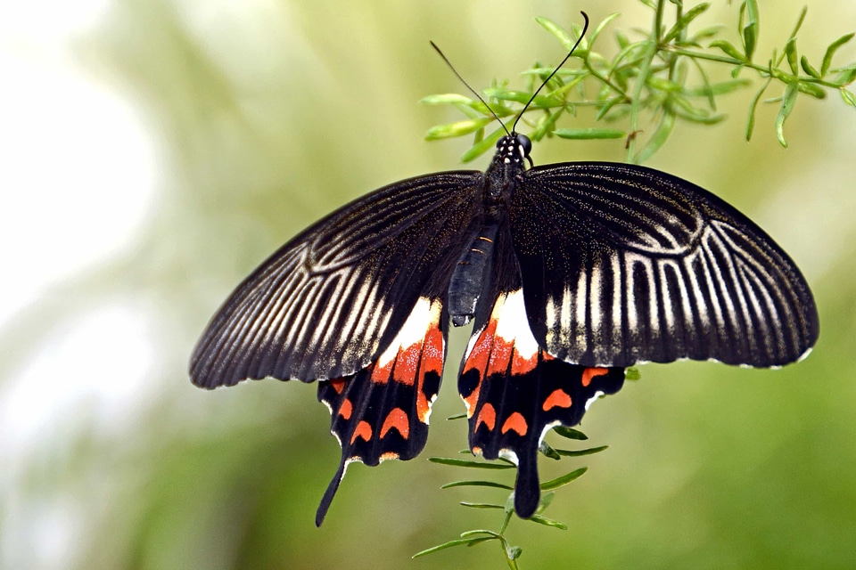 Animal arthropod beautiful photo