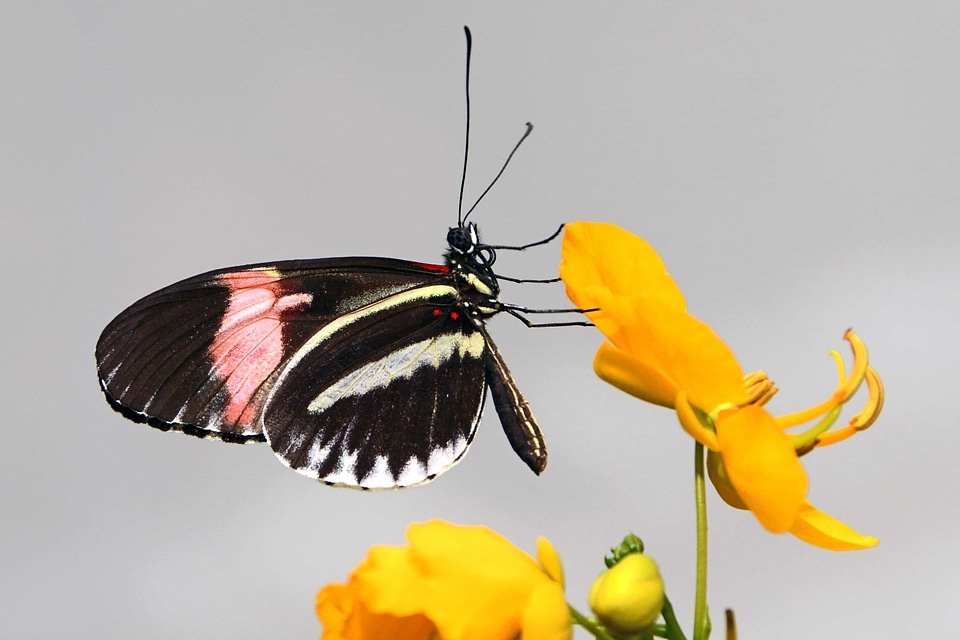Animal arthropod beautiful photo