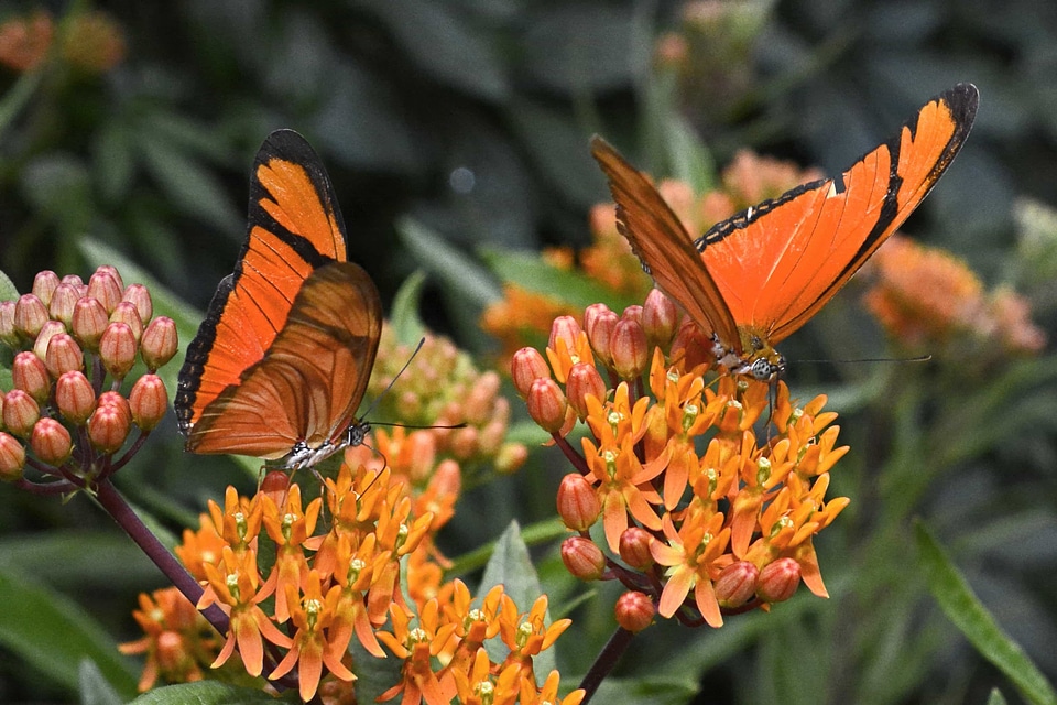 Animal arthropod Asclepias syriaca