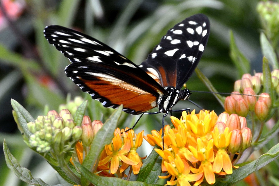 Animal arthropod Asclepias syriaca