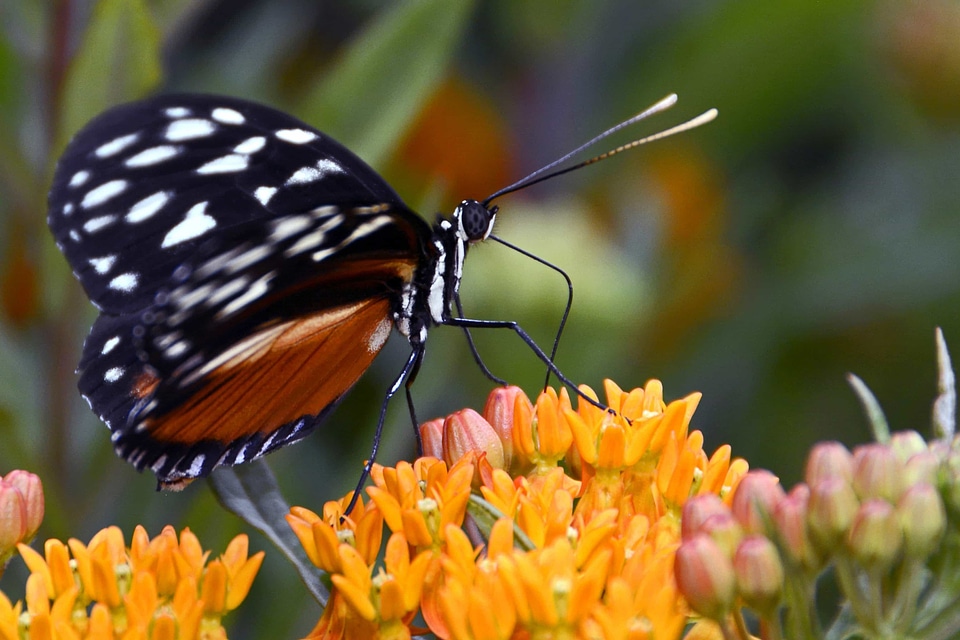 Animal arthropod Asclepias syriaca