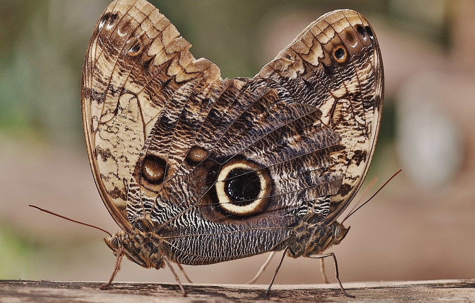 Animal arthropod biology