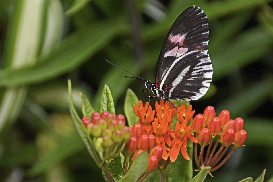 Animal arthropod Asclepias syriaca