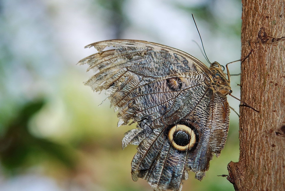 Animal arthropod biology