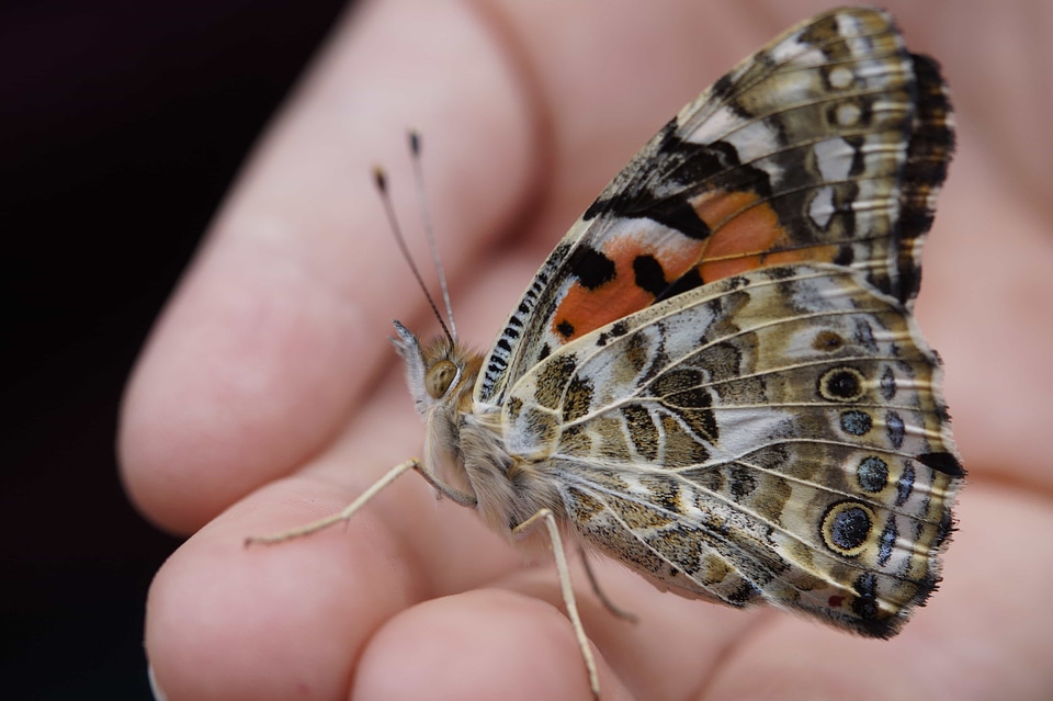 Animal arthropod biology