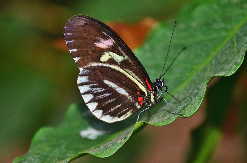 Animal arthropod beautiful photo
