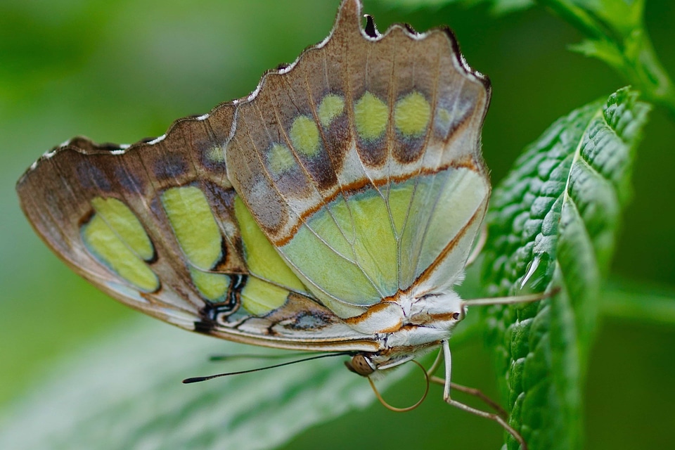 Animal arthropod beautiful photo