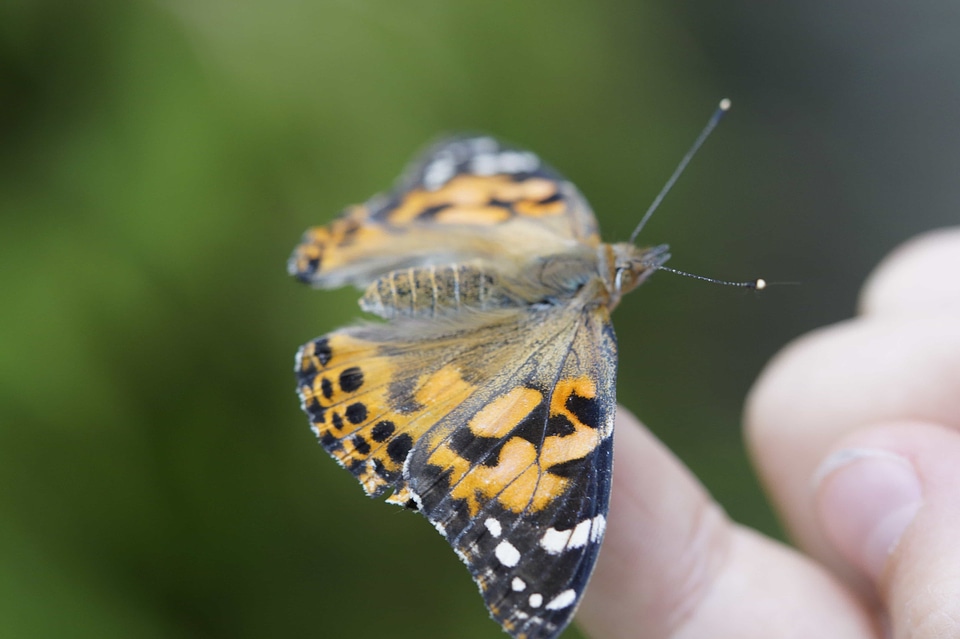 Animal arthropod biology