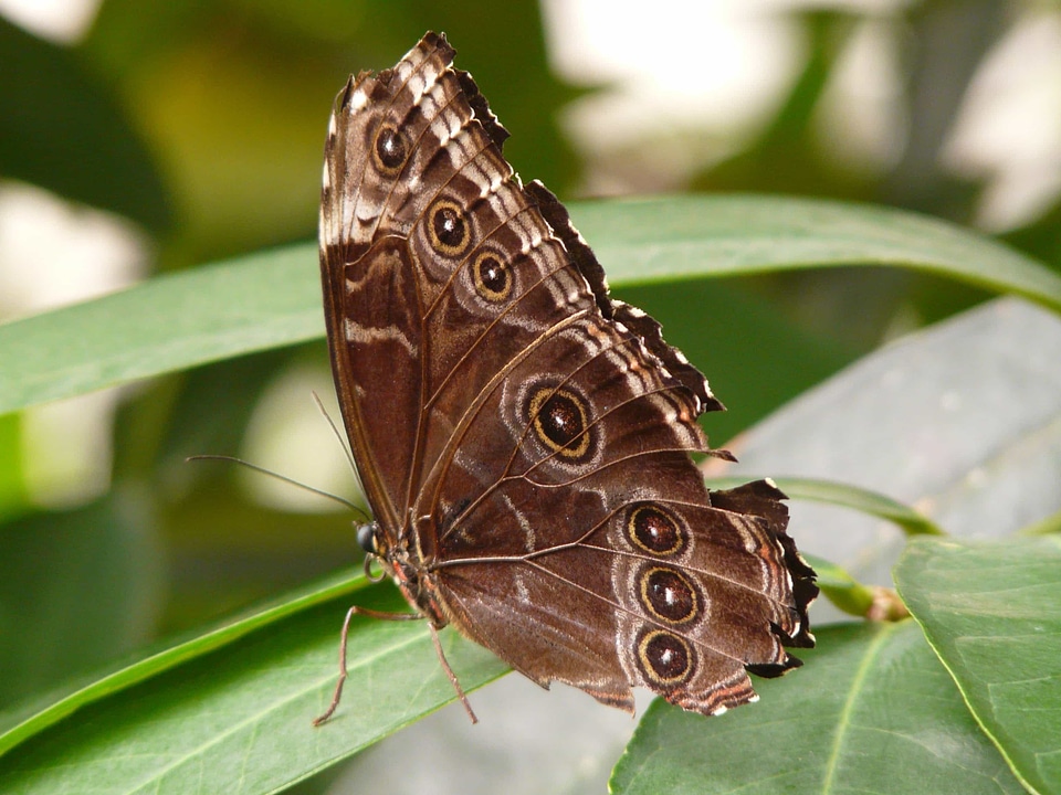 Animal arthropod biology
