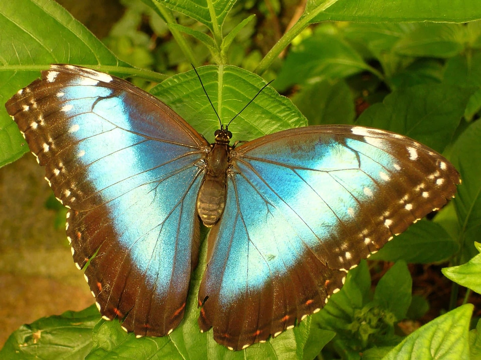 Animal arthropod beautiful