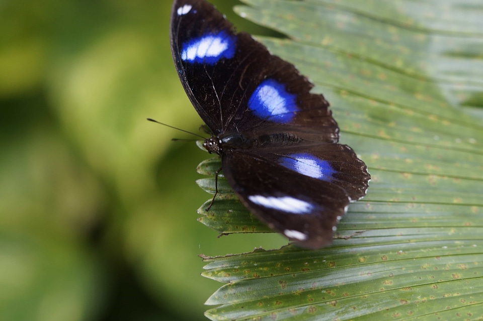 Animal arthropod biology