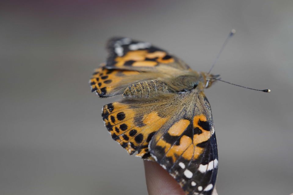 Animal arthropod biology