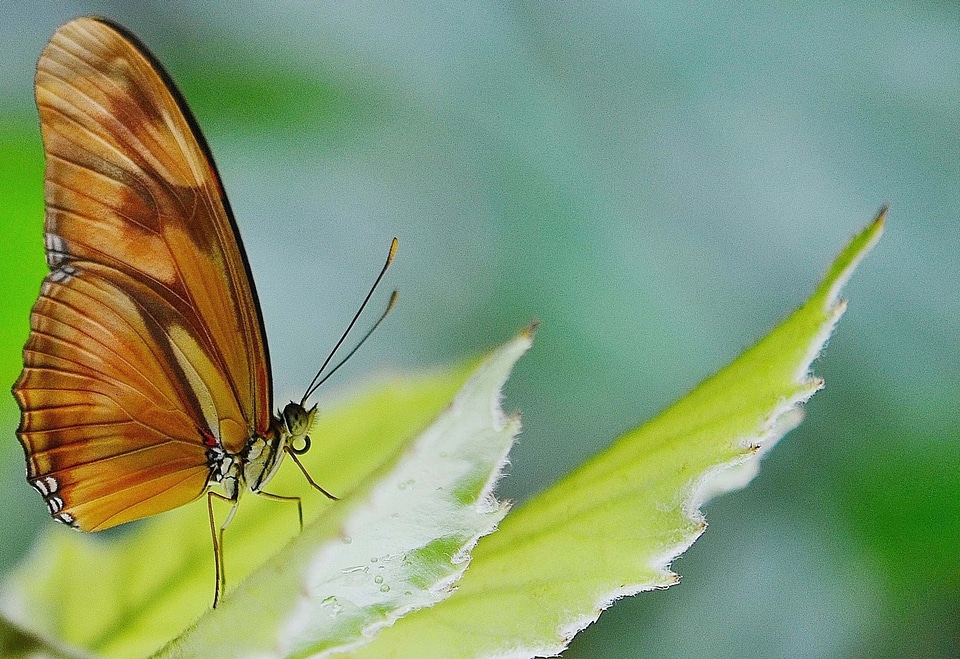 Animal arthropod biology