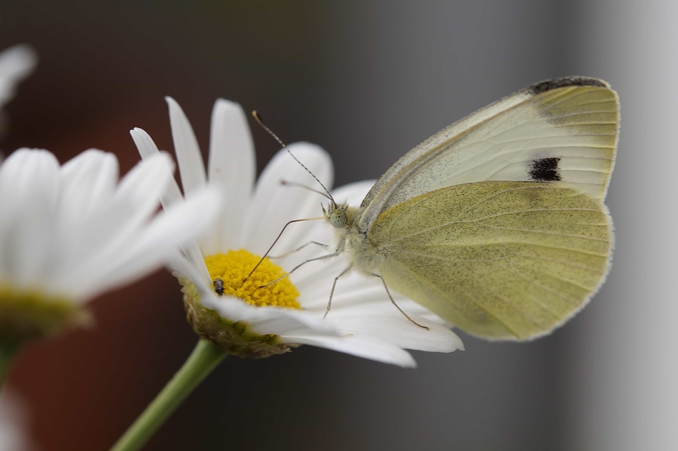 Animal arthropod beautiful flowers