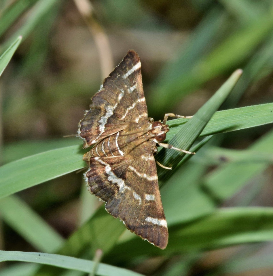 Animal arthropod biology