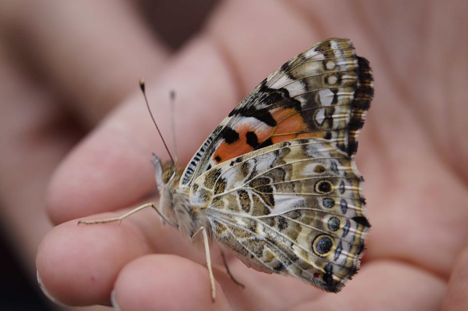 Animal arthropod beautiful