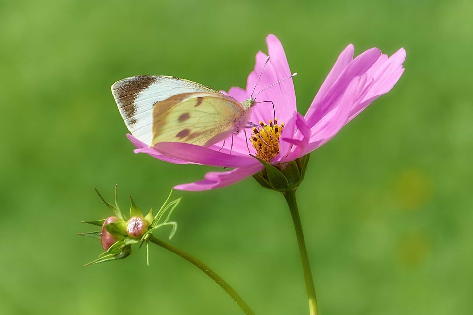 Animal arthropod beautiful flowers