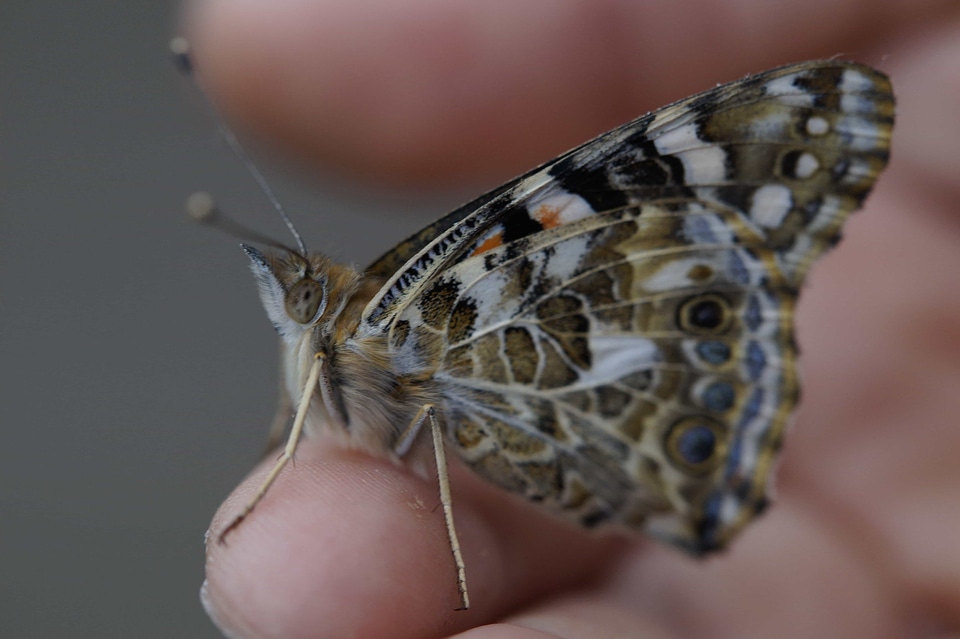 Animal arthropod beautiful