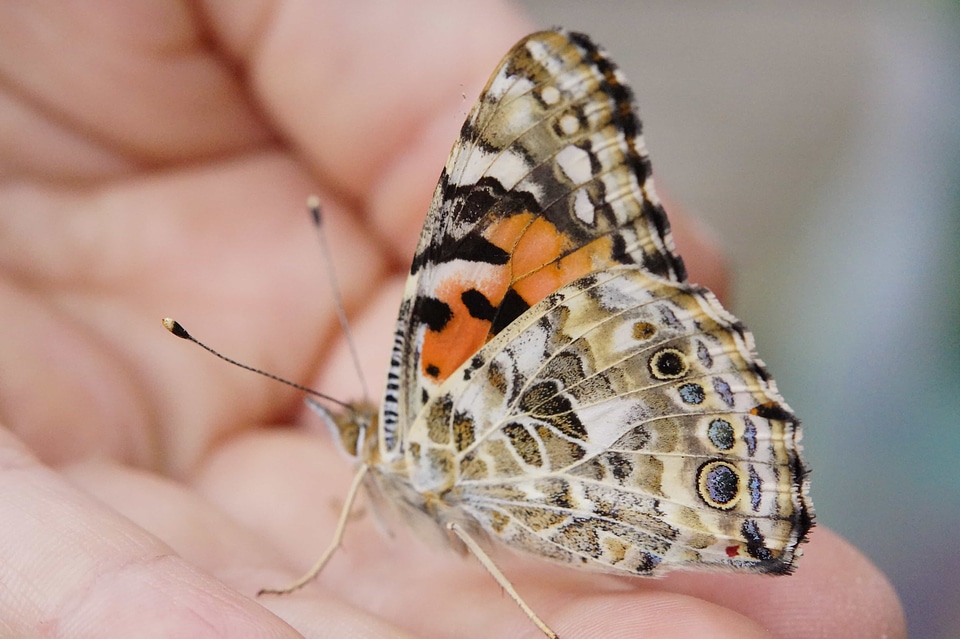 Animal arthropod beautiful