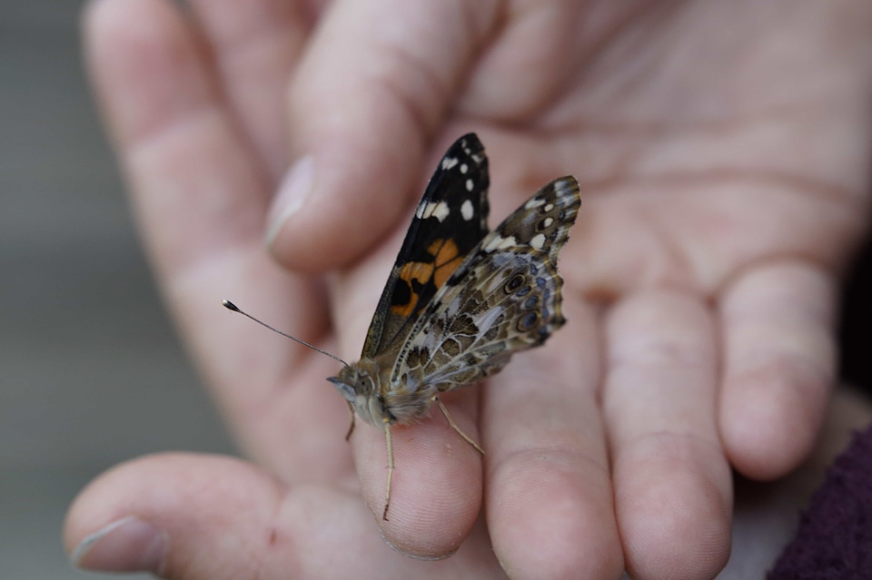 Animal arthropod biology
