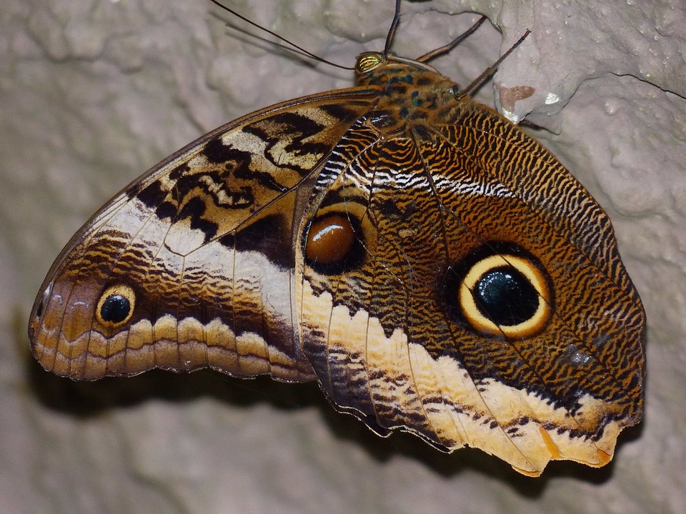 Animal biology butterfly