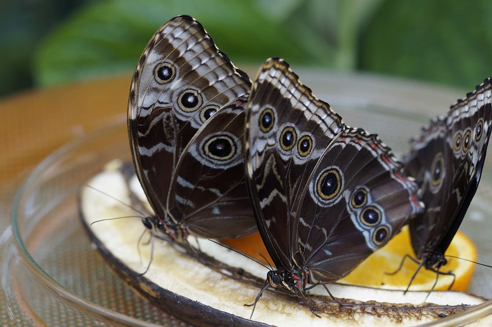 Animal biology butterfly