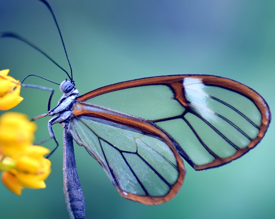 Animal arthropod biology