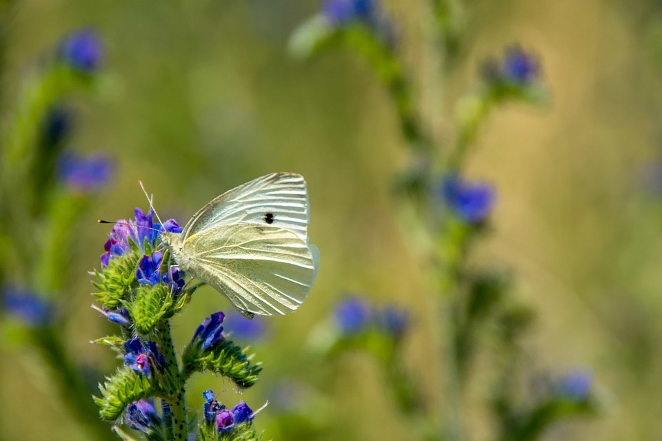 Animal arthropod beautiful flowers