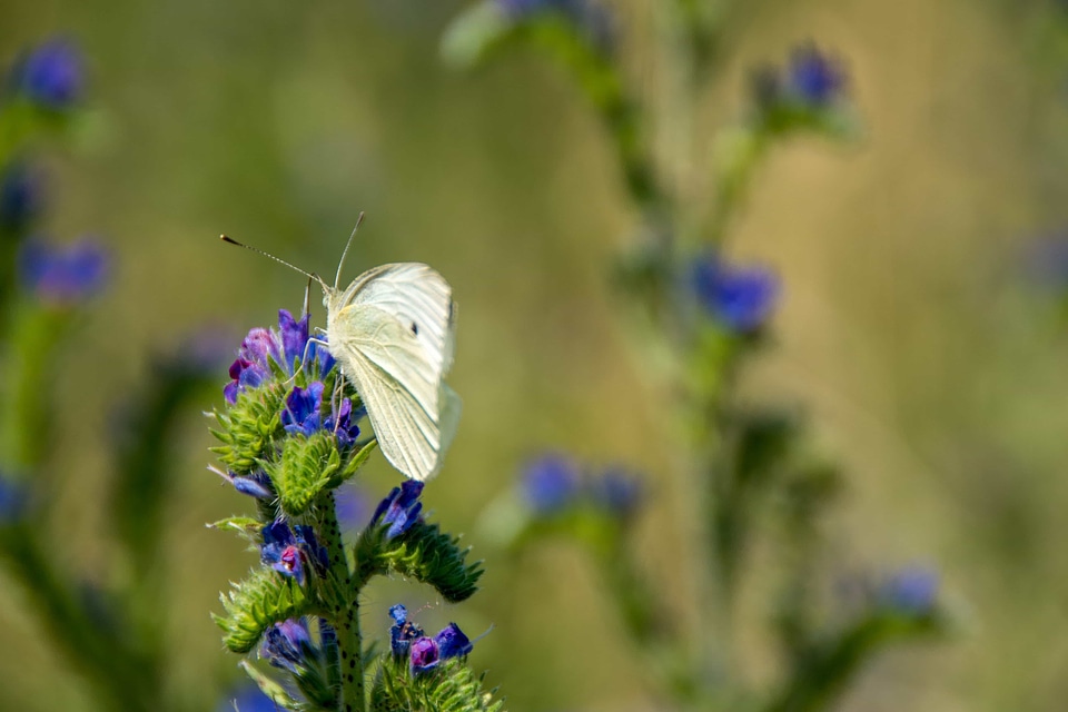 Animal arthropod beautiful flowers