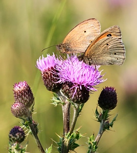 Animal arthropod beautiful flowers