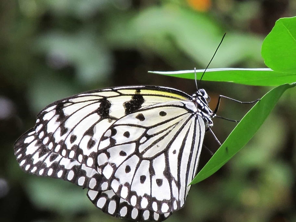 Animal arthropod beautiful