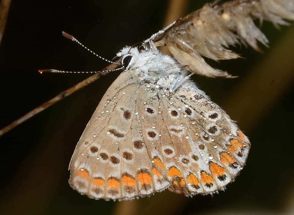 Animal arthropod beautiful photo