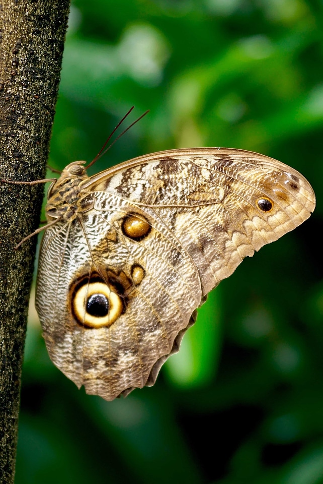Animal arthropod biology