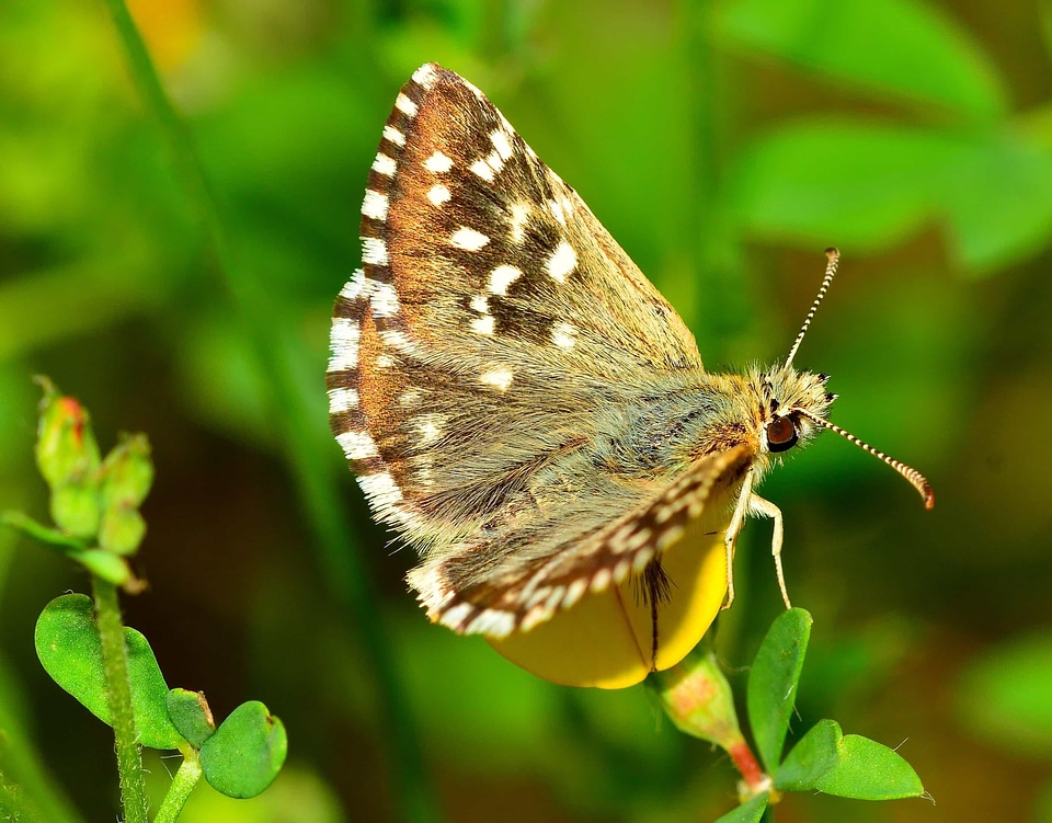 Animal arthropod beautiful photo