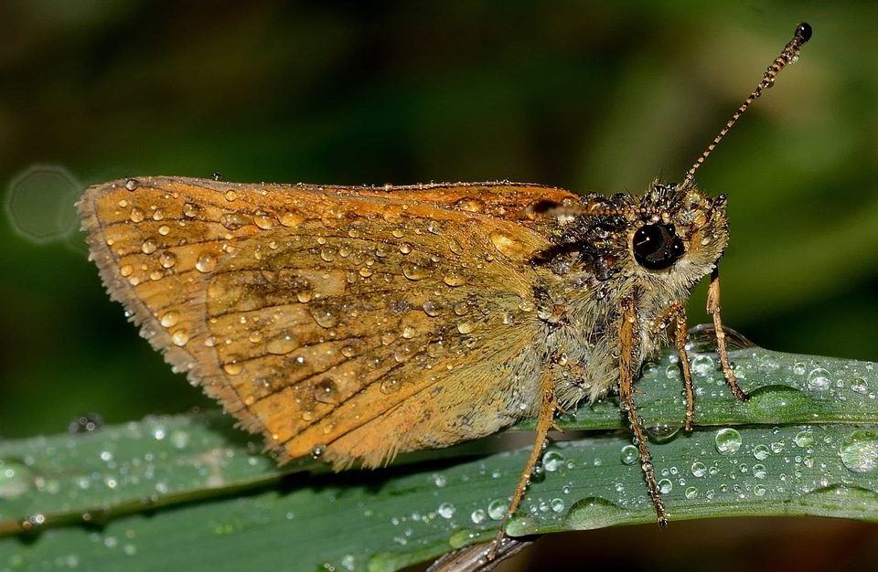 Animal arthropod beautiful image