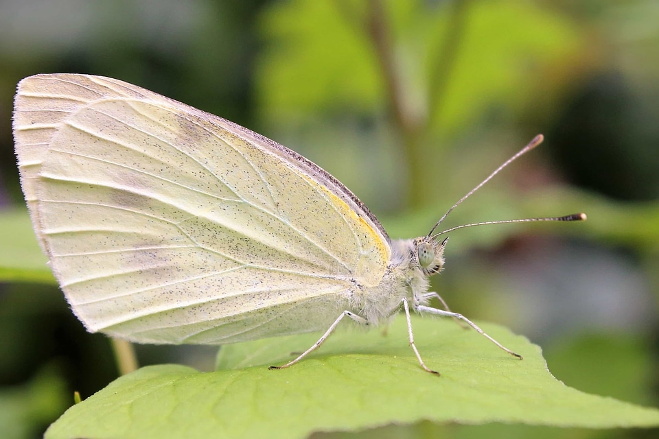 Animal arthropod beautiful photo