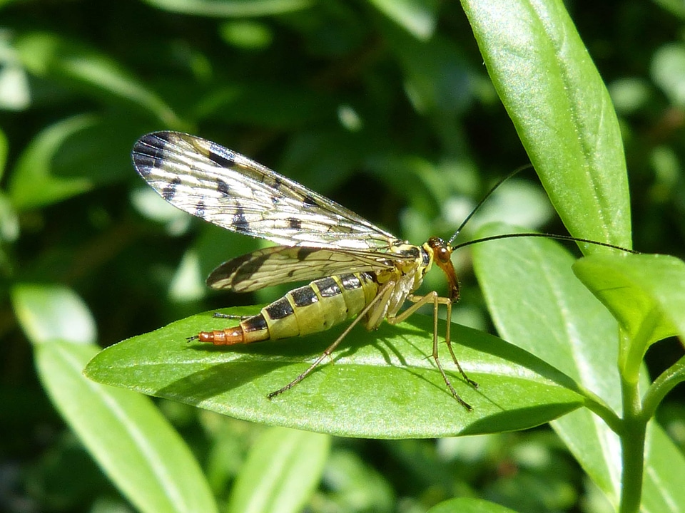 Animal arthropod beautiful image