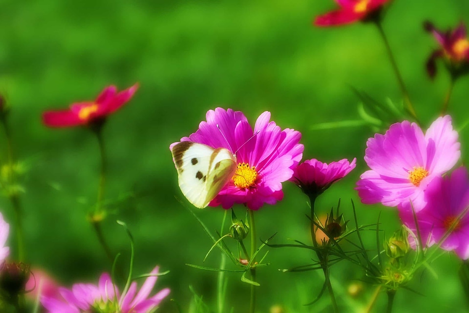 Animal beautiful beautiful flowers