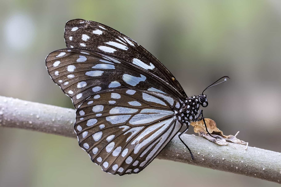 Animal arthropod beautiful image