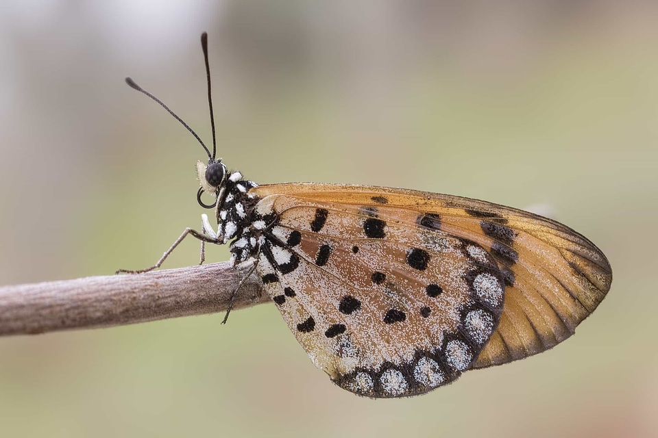 Animal arthropod beautiful image