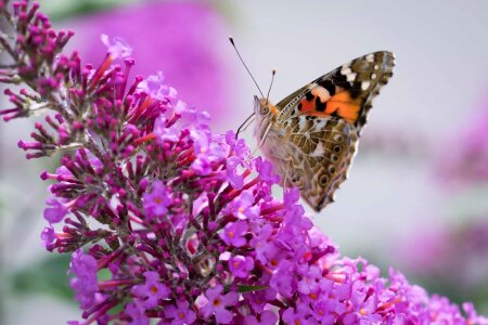 Animal arthropod beautiful flowers