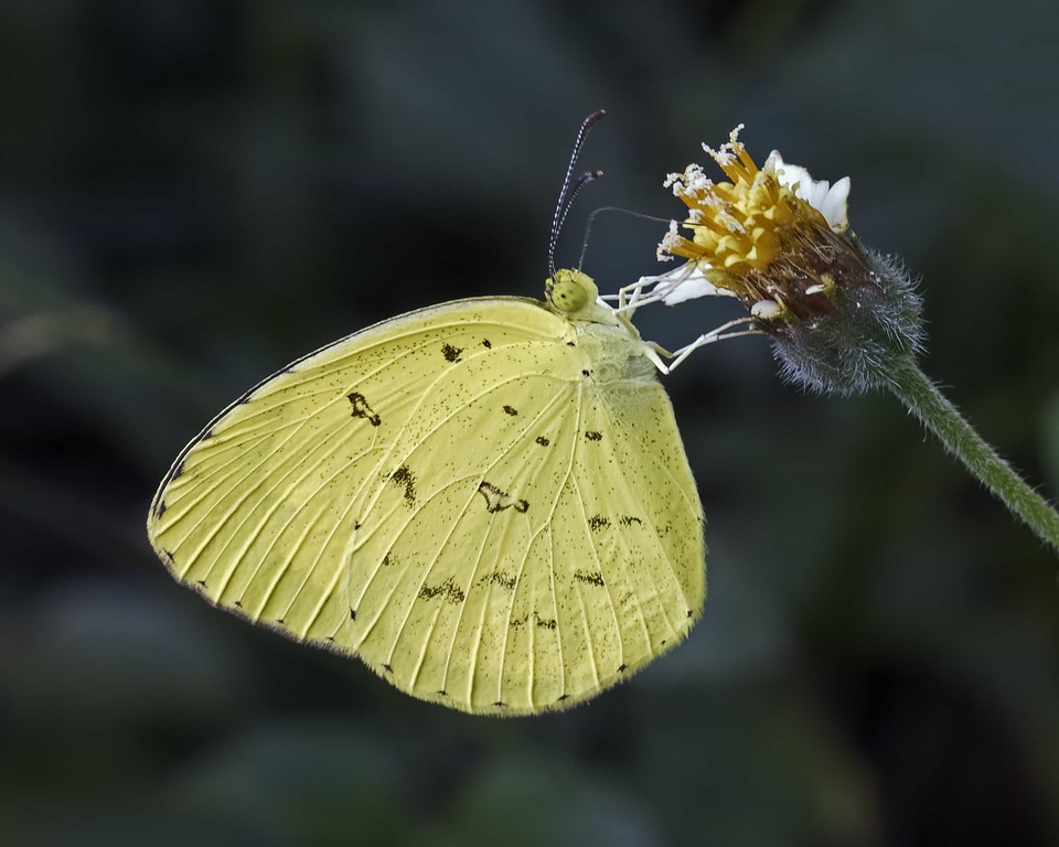 Animal arthropod beautiful flowers