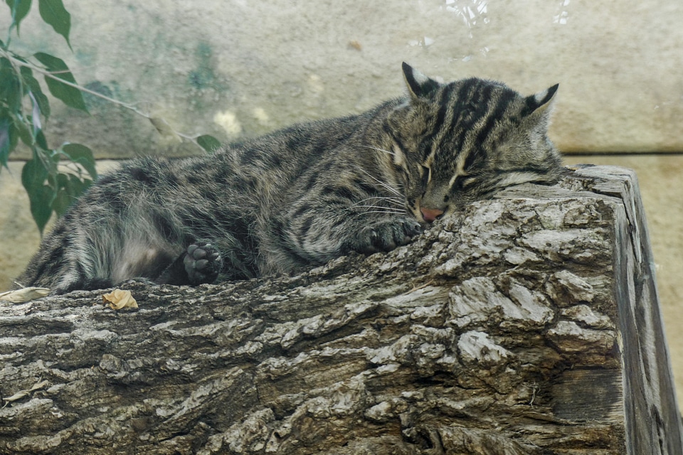 Wild cat wildlife nature