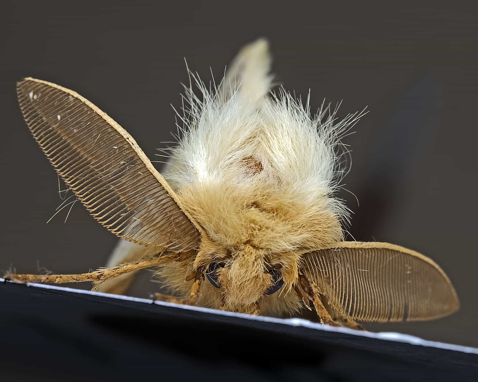 Animal arthropod biology