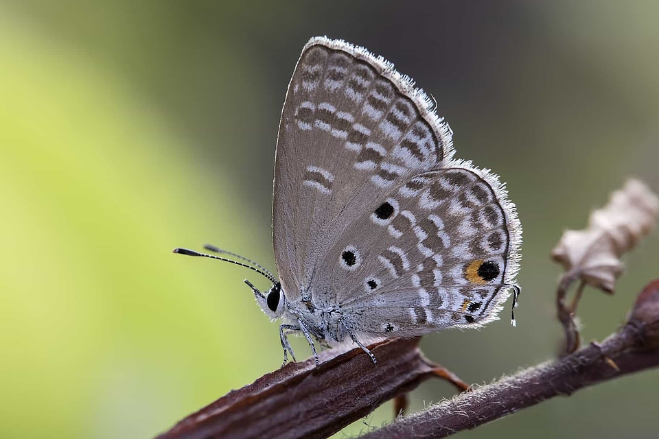 Animal arthropod beautiful photo