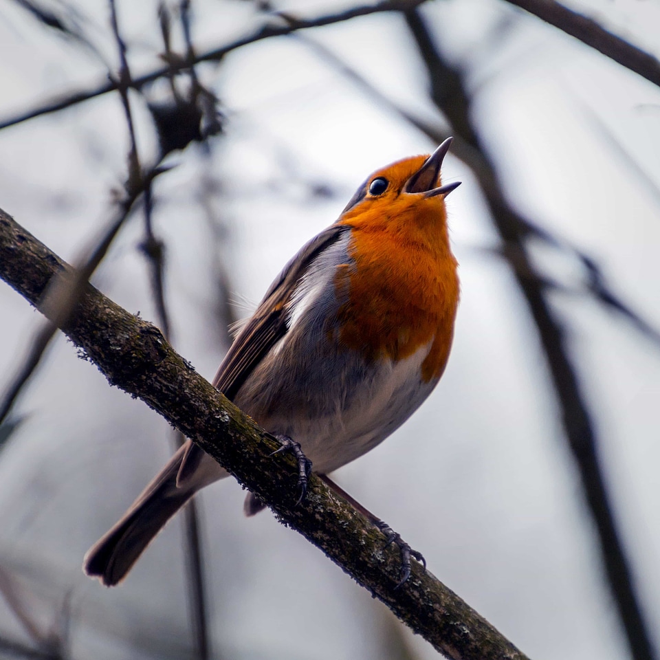 Animal avian beak