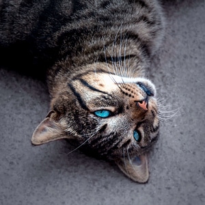 Adorable animal cat