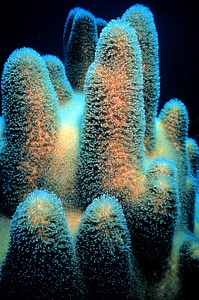 Dendrogyra cylindricus candelabra coral pillar coral