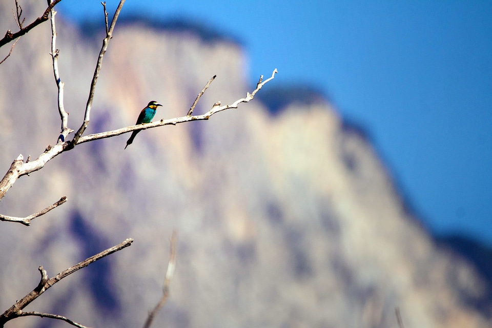 Animal avian beak photo