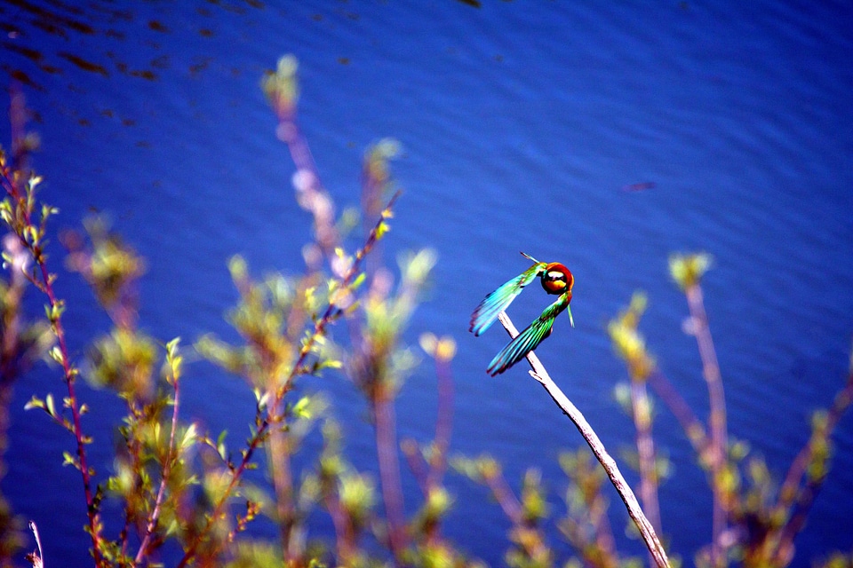 Animal avian beak photo